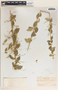 Bernardia dichotoma image