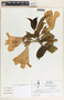 Beaumontia grandiflora image