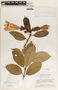 Beaumontia grandiflora image