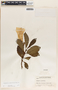 Beaumontia grandiflora image