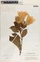 Beaumontia grandiflora image