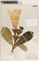 Beaumontia grandiflora image