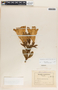 Beaumontia grandiflora image