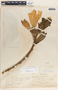 Beaumontia grandiflora image