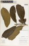 Beaumontia grandiflora image