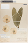Aspidosperma desmanthum image