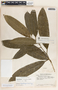 Aspidosperma cruentum image