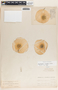 Aspidosperma cruentum image
