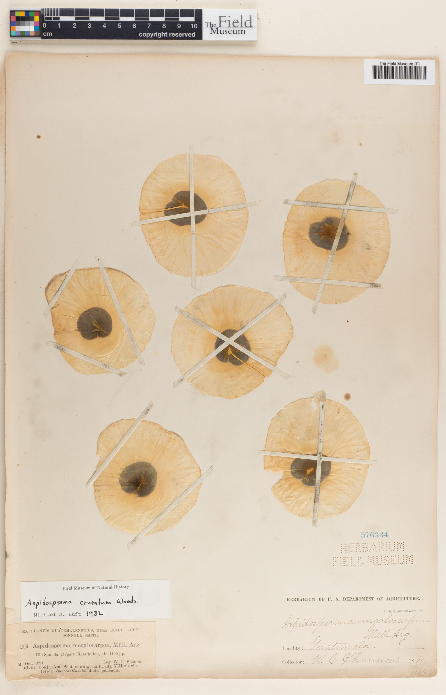 Aspidosperma cruentum image
