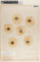 Aspidosperma cruentum image