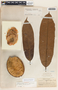 Aspidosperma cruentum image