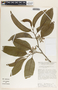 Aspidosperma megalocarpon image