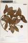 Forsteronia myriantha image