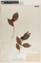 Forsteronia myriantha image