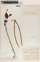Forsteronia myriantha image