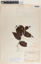 Forsteronia myriantha image