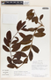 Forsteronia myriantha image