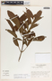 Forsteronia myriantha image