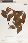 Forsteronia myriantha image
