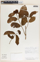 Forsteronia myriantha image