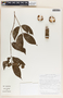 Forsteronia myriantha image