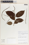 Forsteronia myriantha image