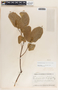 Forsteronia spicata image