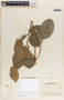 Forsteronia spicata image