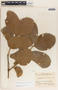 Forsteronia spicata image