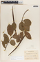 Forsteronia spicata image