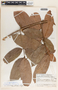 Forsteronia spicata image