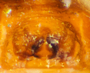Idionella deserta female epigynum