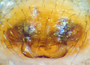 Walckenaeria arctica female epigynum