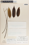 Lacmellea panamensis image