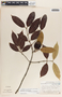 Lacmellea panamensis image