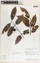 Lacmellea panamensis image