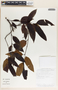 Lacmellea panamensis image
