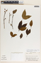 Lacmellea panamensis image