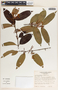 Lacmellea panamensis image