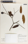 Lacmellea panamensis image