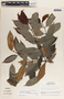 Lacmellea panamensis image