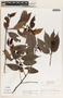 Lacmellea panamensis image
