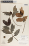 Lacmellea panamensis image