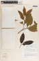 Lacmellea panamensis image