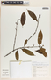 Lacmellea panamensis image