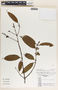 Lacmellea panamensis image