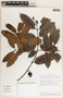 Lacmellea panamensis image