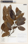 Lacmellea panamensis image