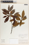 Lacmellea panamensis image