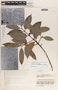 Lacmellea panamensis image
